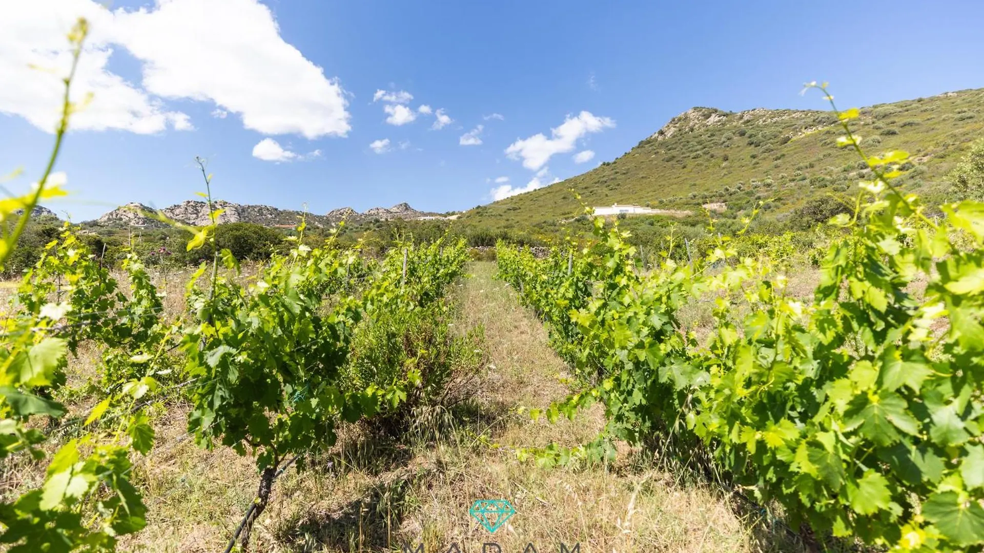 Stazzo Rosita Villa Pittulongu