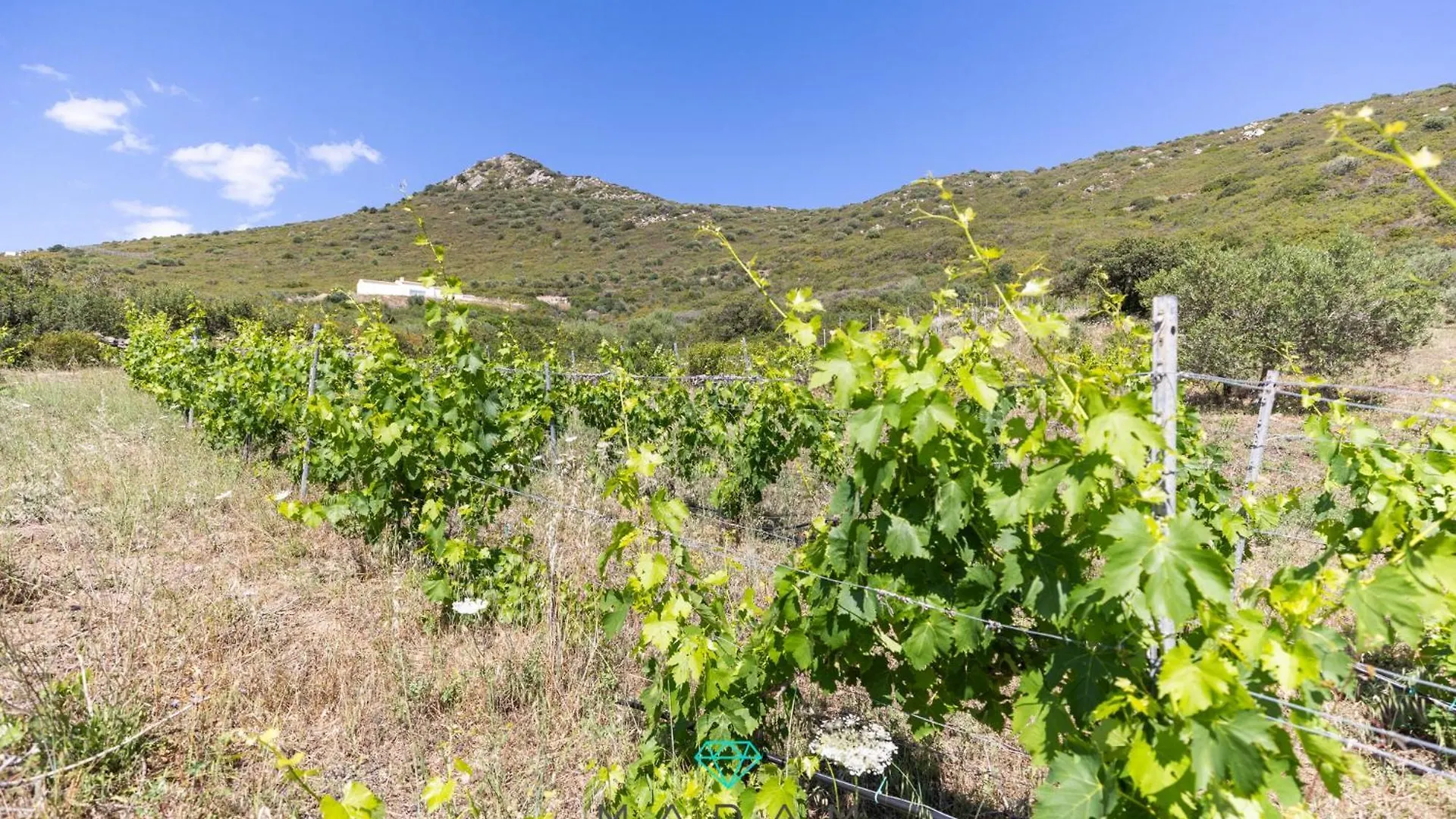 Stazzo Rosita Villa Pittulongu Italy